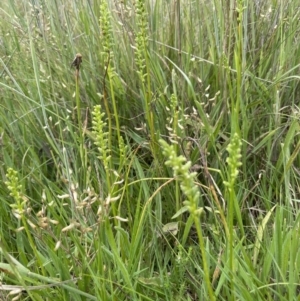 Microtis sp. at Rendezvous Creek, ACT - suppressed