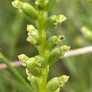 Microtis sp. at Rendezvous Creek, ACT - suppressed