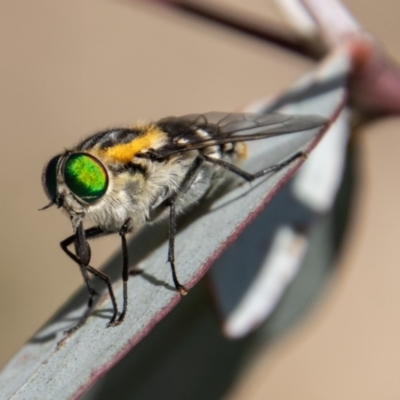 Scaptia (Scaptia) auriflua (A flower-feeding march fly) at Rendezvous Creek, ACT - 4 Jan 2022 by SWishart