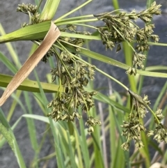 Scirpus polystachyus at Rendezvous Creek, ACT - 5 Jan 2022