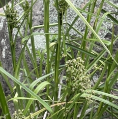 Scirpus polystachyus at Rendezvous Creek, ACT - 5 Jan 2022