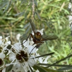 Tachinidae (family) (Unidentified Bristle fly) at Murrumbateman, NSW - 6 Jan 2022 by SimoneC