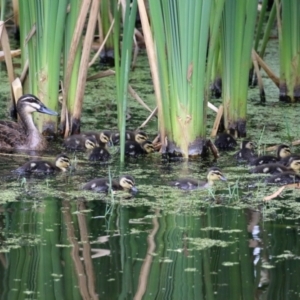 Anas superciliosa at Fyshwick, ACT - 6 Jan 2022