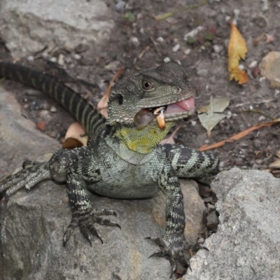 Intellagama lesueurii howittii (Gippsland Water Dragon) at ANBG - 5 Jan 2022 by TimL