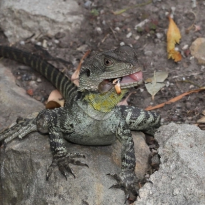 Intellagama lesueurii howittii (Gippsland Water Dragon) at Acton, ACT - 5 Jan 2022 by TimL