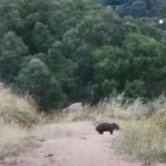 Vombatus ursinus (Bare-nosed Wombat) at Kambah, ACT - 6 Jan 2022 by jamestrez