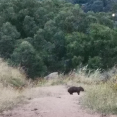 Vombatus ursinus (Bare-nosed Wombat) at Kambah, ACT - 6 Jan 2022 by jamestrez