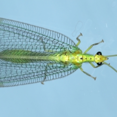 Osmylops sejunctus (Lacewing) at Ainslie, ACT - 31 Dec 2021 by jb2602