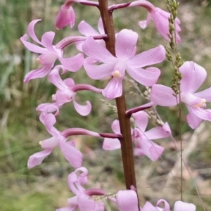 Dipodium roseum at Yass River, NSW - suppressed