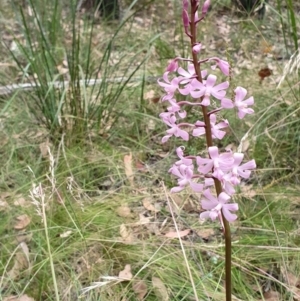 Dipodium roseum at Yass River, NSW - suppressed