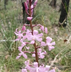 Dipodium roseum at Yass River, NSW - suppressed