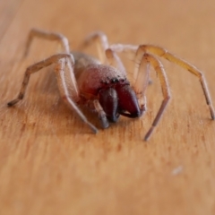 Clubiona sp. (genus) (Unidentified Stout Sac Spider) at Yass River, NSW - 30 Dec 2021 by SenexRugosus