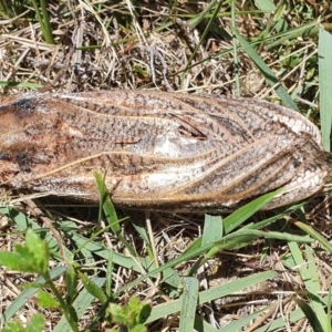 Endoxyla encalypti at Yass River, NSW - 1 Jan 2022