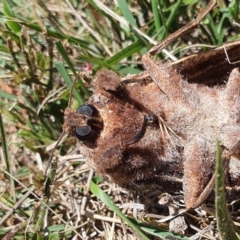 Endoxyla encalypti at Yass River, NSW - 1 Jan 2022