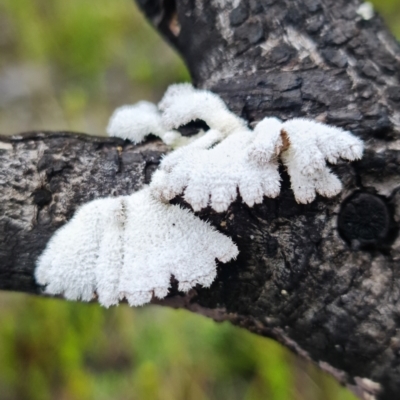 Schizophyllum commune at Jerrawangala, NSW - 6 Jan 2022 by RobG1