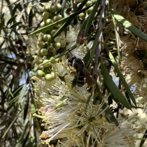 Lasioglossum (Chilalictus) bicingulatum at Murrumbateman, NSW - 4 Jan 2022 11:15 AM