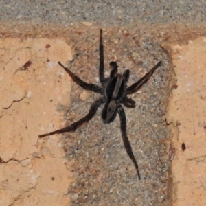 Venatrix pseudospeciosa at Wanniassa, ACT - 6 Jan 2022