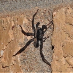 Venatrix pseudospeciosa at Wanniassa, ACT - 6 Jan 2022