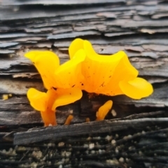 Dacryopinax spathularia at Jerrawangala, NSW - 6 Jan 2022 by RobG1