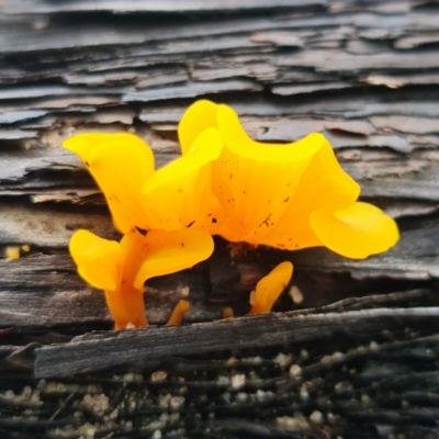 Dacryopinax spathularia at Jerrawangala, NSW - 6 Jan 2022 by RobG1