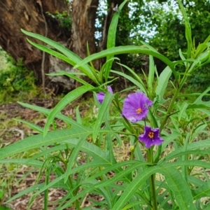 Solanum aviculare at Yass River, NSW - 19 Nov 2021