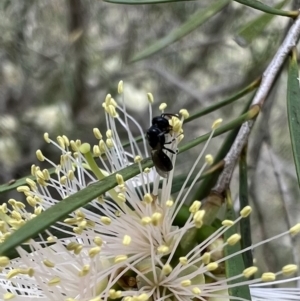 Hylaeus (Prosopisteron) minusculus at Murrumbateman, NSW - 6 Jan 2022 01:33 PM