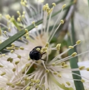 Hylaeus (Prosopisteron) minusculus at Murrumbateman, NSW - 6 Jan 2022 01:33 PM