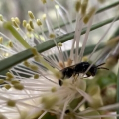 Hylaeus (Prosopisteron) minusculus at Murrumbateman, NSW - 6 Jan 2022 01:33 PM