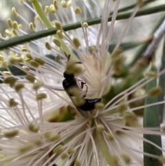 Hylaeus (Prosopisteron) minusculus at Murrumbateman, NSW - 6 Jan 2022 01:33 PM