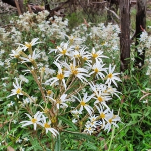 Olearia erubescens at Yass River, NSW - 14 Nov 2021