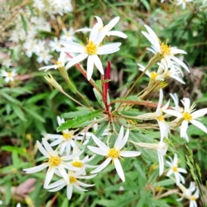 Olearia erubescens at Yass River, NSW - 14 Nov 2021