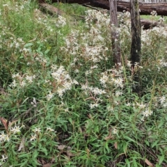 Olearia erubescens at Yass River, NSW - 14 Nov 2021