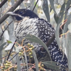 Eudynamys orientalis (Pacific Koel) at Kambah, ACT - 6 Jan 2022 by HelenCross