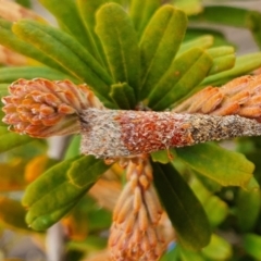 Lepidoscia (genus) IMMATURE (Unidentified Cone Case Moth larva, pupa, or case) at Rugosa - 7 Nov 2021 by SenexRugosus