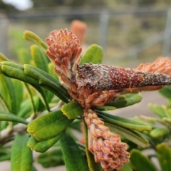 Lepidoscia (genus) IMMATURE at Yass River, NSW - 8 Nov 2021