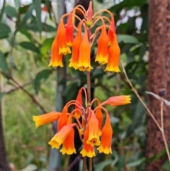 Blandfordia nobilis (Christmas Bells) at Jerrawangala, NSW - 6 Jan 2022 by RobG1