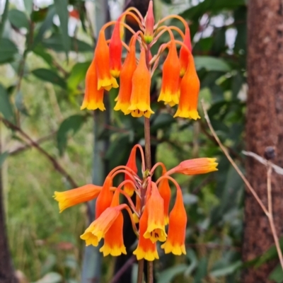 Blandfordia nobilis (Christmas Bells) at Jerrawangala, NSW - 6 Jan 2022 by RobG1