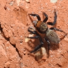 Maratus griseus (Jumping spider) at Kambah, ACT - 6 Jan 2022 by HelenCross