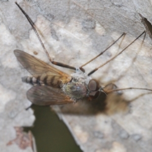 Ectenopsis sp. at Uriarra, NSW - 28 Dec 2021