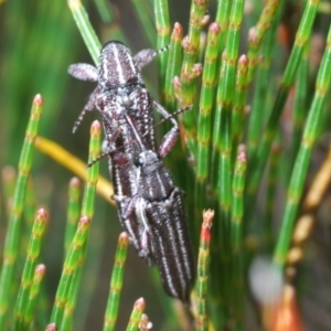 Rhinotia regalis at Wyanbene, NSW - 30 Dec 2021