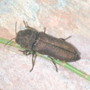 Dinocephalia thoracica at Wyanbene, NSW - 30 Dec 2021