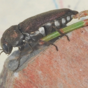 Dinocephalia thoracica at Wyanbene, NSW - 30 Dec 2021