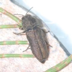 Dinocephalia thoracica at Wyanbene, NSW - 30 Dec 2021