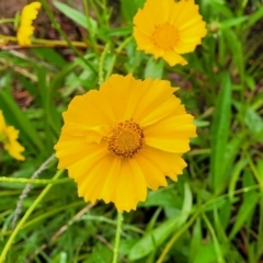 Coreopsis lanceolata (Lance-leaf Coreopsis) at Katoomba, NSW - 6 Jan 2022 by trevorpreston