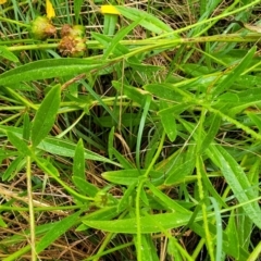 Coreopsis lanceolata at Katoomba, NSW - 6 Jan 2022