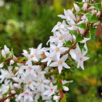 Epacris pulchella (Wallum Heath) at Katoomba, NSW - 6 Jan 2022 by tpreston