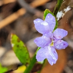 Dampiera stricta (Blue Dampiera) at Katoomba, NSW - 6 Jan 2022 by tpreston