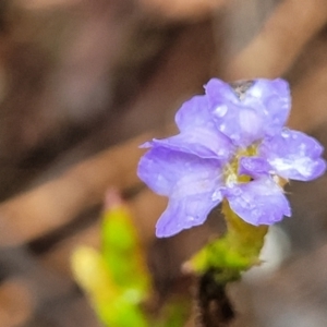 Dampiera stricta at Katoomba, NSW - 6 Jan 2022