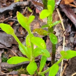 Dampiera stricta at Katoomba, NSW - 6 Jan 2022