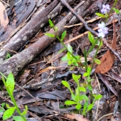 Dampiera stricta at Katoomba, NSW - 6 Jan 2022